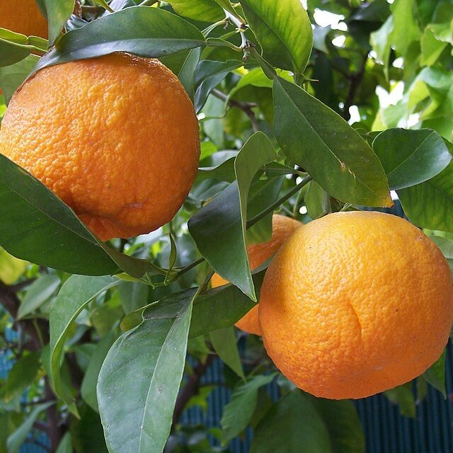 Seville Orange