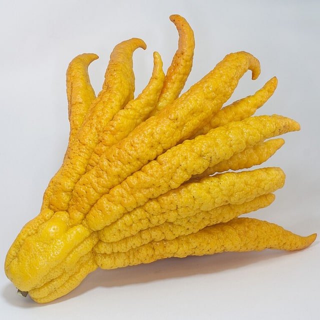 Buddha Hand Citron