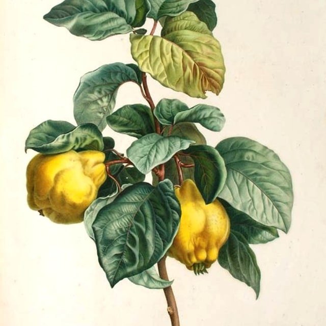 Quince Fruit
