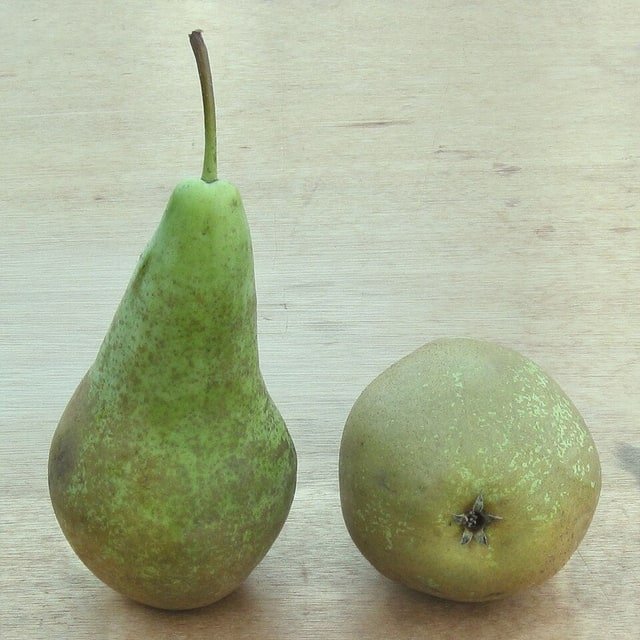 Conference Pear