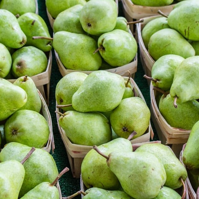 Packham Pear