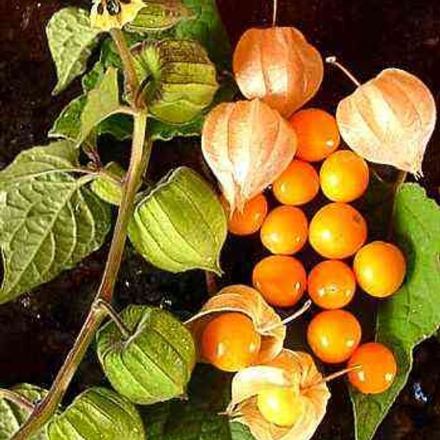 Cape Gooseberry