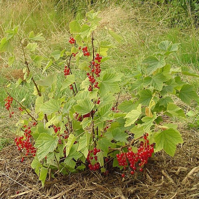 Red Currant