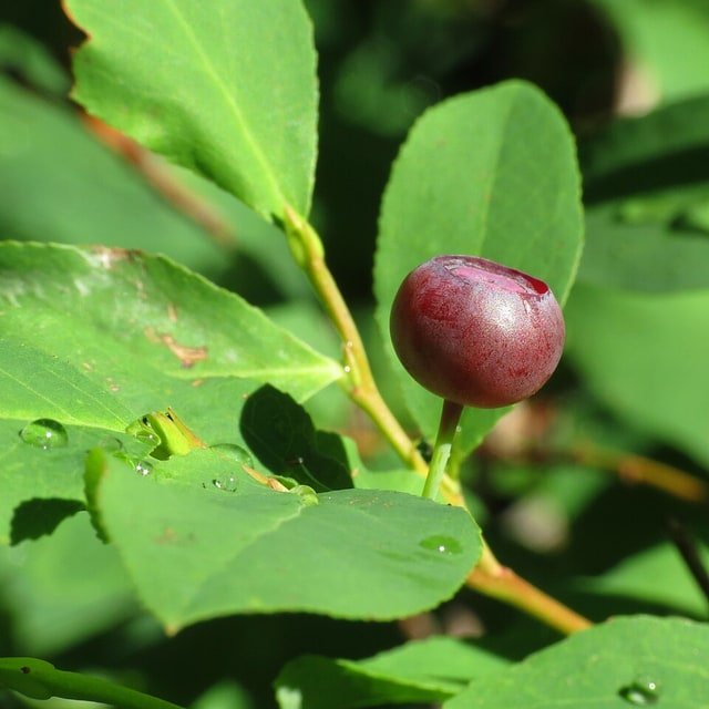Huckleberry