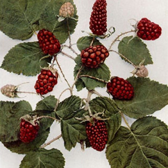 Loganberry
