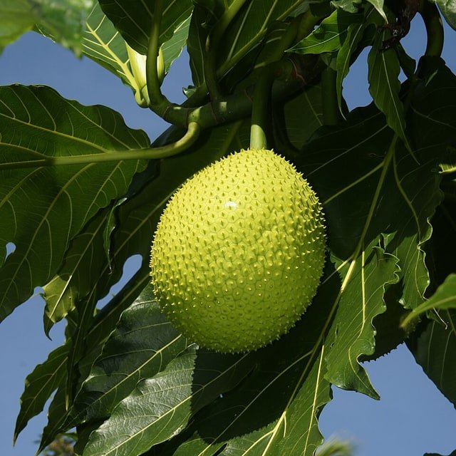 Breadfruit
