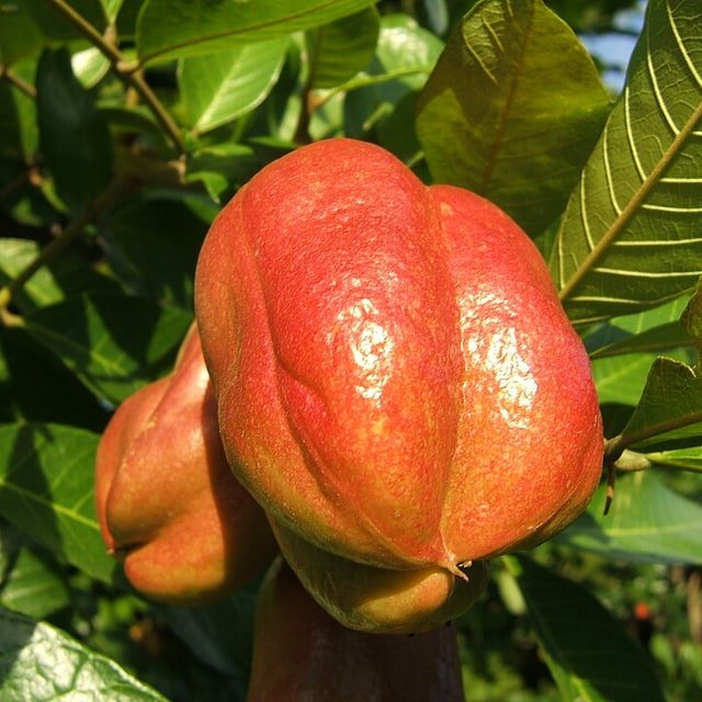 Ackee Fruit