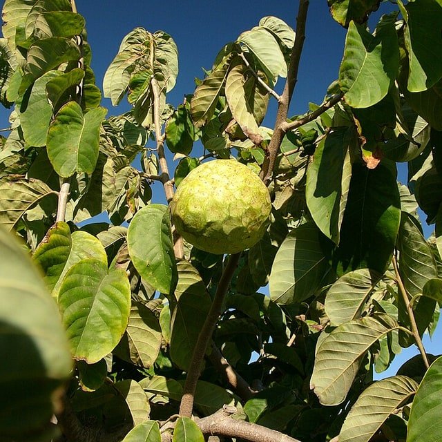 Cherimoya