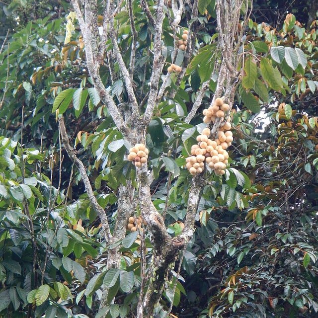 Langsat