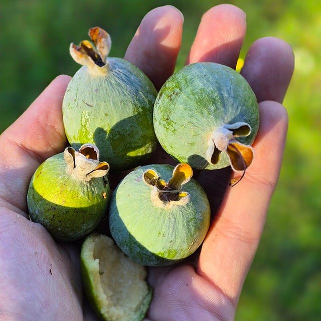 Feijoa