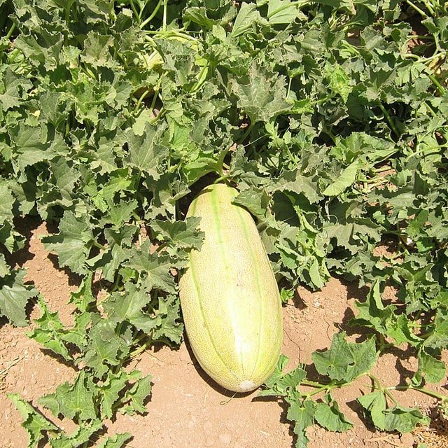 Persian Melon