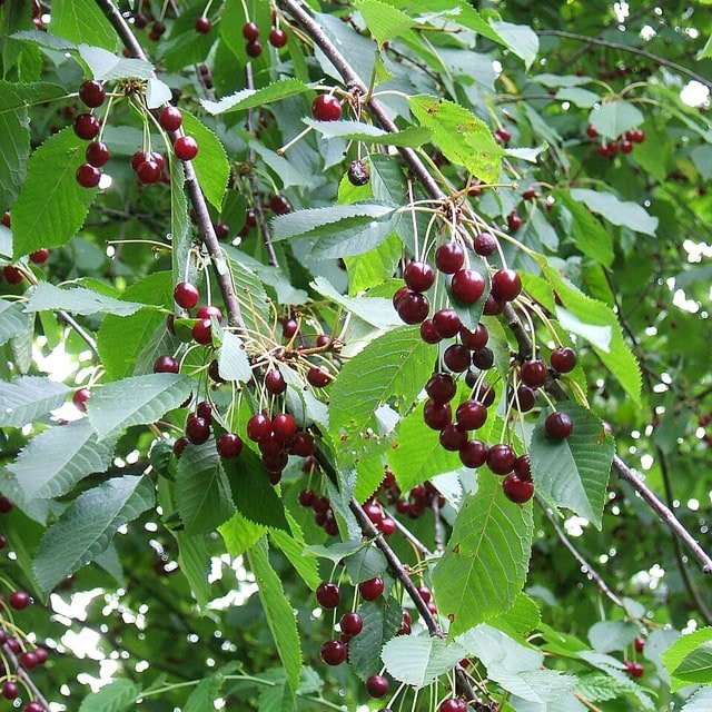 Hill Cherry