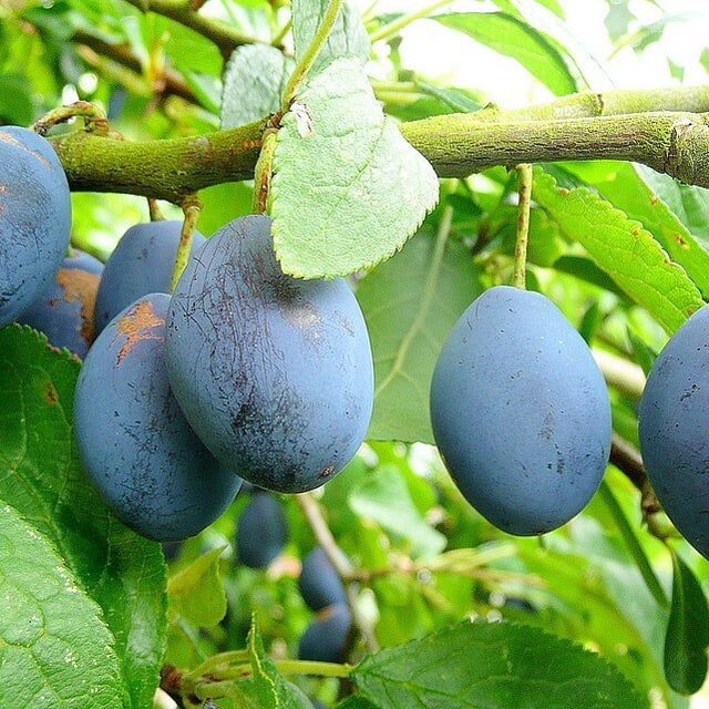 Damson Plum